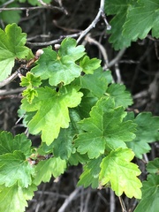 Physocarpus monogynus