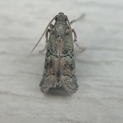 Cacotherapia flexilinealis