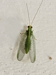 Chrysopodes