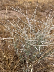 Eriogonum wrightii dentatum