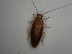 Chorisoneura texensis