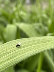 Ophiomyia kwansonis