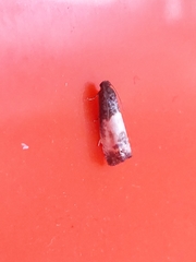 Notocelia cynosbatella