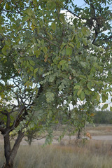 Dendrophthoe homoplastica