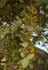 Dendrophthoe homoplastica