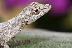 Anolis triumphalis