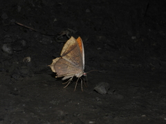 Thinopteryx crocoptera