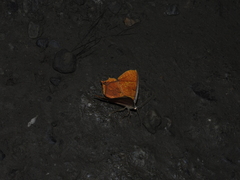 Thinopteryx crocoptera