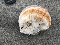 Crassadoma