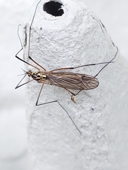 Nephrotoma flavescens