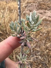 Eriogonum wrightii dentatum