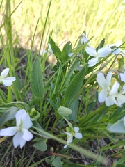 Viola patrinii