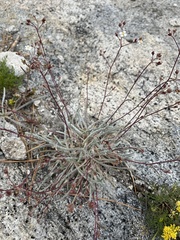 Ivesia santolinoides