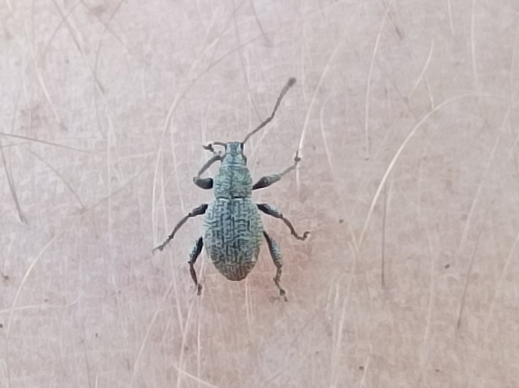 Celeuthetes hebridarum