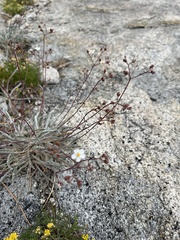 Ivesia santolinoides