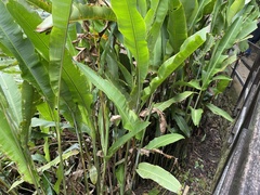 Heliconia rostrata