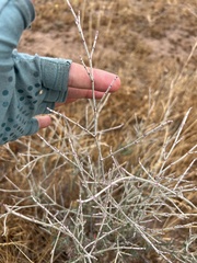 Eriogonum wrightii dentatum