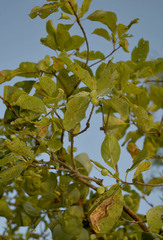 Terminalia aridicola