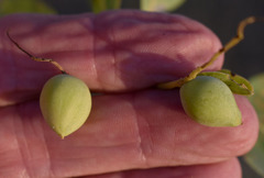 Terminalia aridicola