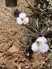 Calochortus invenustus