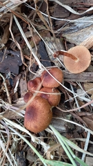 Pholiota multicingulata