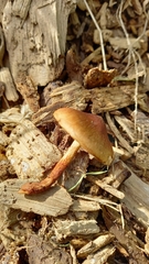 Pholiota multicingulata