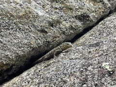 Stenocercus crassicaudatus