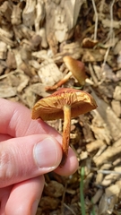 Pholiota multicingulata