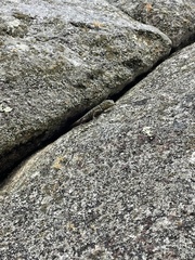 Stenocercus crassicaudatus