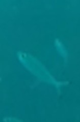 Pterocaesio digramma