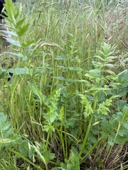 Perideridia howellii