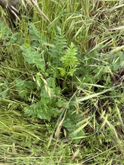 Perideridia howellii