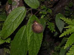 Aegista