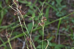 Rhynchospora recognita