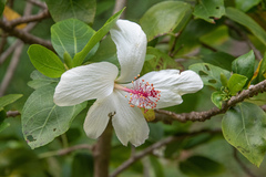 Hibiscus waimeae
