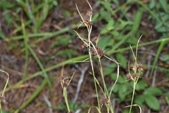 Rhynchospora recognita