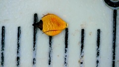 Rhynchospora recognita