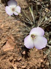 Calochortus invenustus