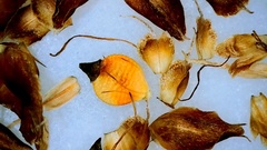 Rhynchospora recognita