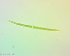 Closterium gracile