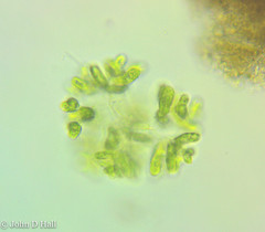 Dimorphococcus lunatus