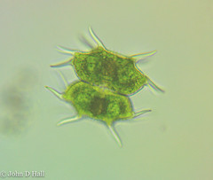 Xanthidium antilopaeum