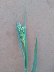 Phalaris californica