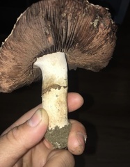 Agaricus