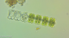 Desmidium aptogonum