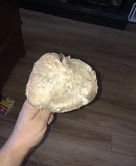Agaricus