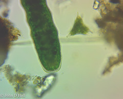 Pleurotaenium annulare