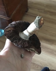 Agaricus