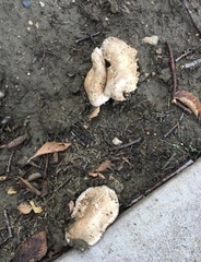 Agaricus
