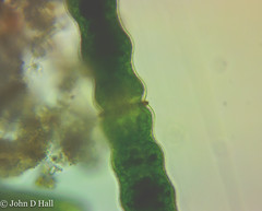 Pleurotaenium annulare